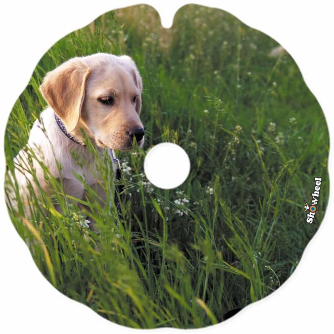 Golden - Image 2