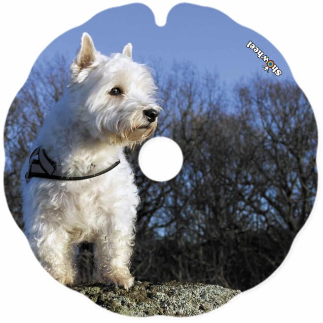 Westie - Image 2